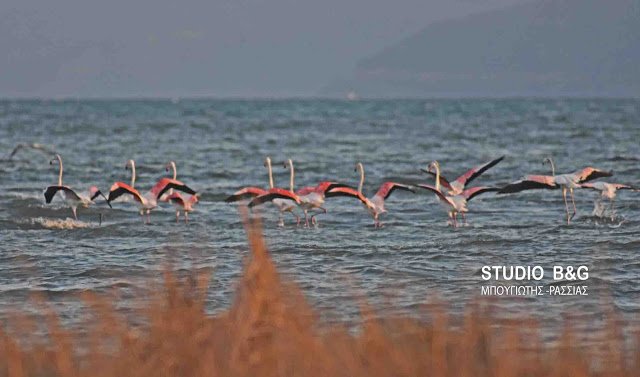 Μαγεία στο Ναύπλιο: Εμφανίστηκαν 10 πανέμορφα ροζ φλαμίνγκο [εικόνες & βίντεο] | iefimerida.gr 4