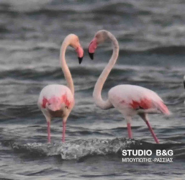 Μαγεία στο Ναύπλιο: Εμφανίστηκαν 10 πανέμορφα ροζ φλαμίνγκο [εικόνες & βίντεο] | iefimerida.gr 5