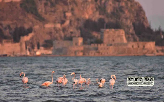 Μαγεία στο Ναύπλιο: Εμφανίστηκαν 10 πανέμορφα ροζ φλαμίνγκο [εικόνες & βίντεο] | iefimerida.gr 6