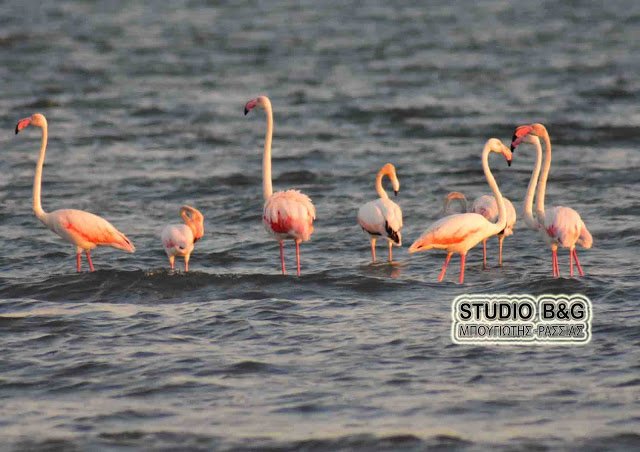 Μαγεία στο Ναύπλιο: Εμφανίστηκαν 10 πανέμορφα ροζ φλαμίνγκο [εικόνες & βίντεο] | iefimerida.gr 1
