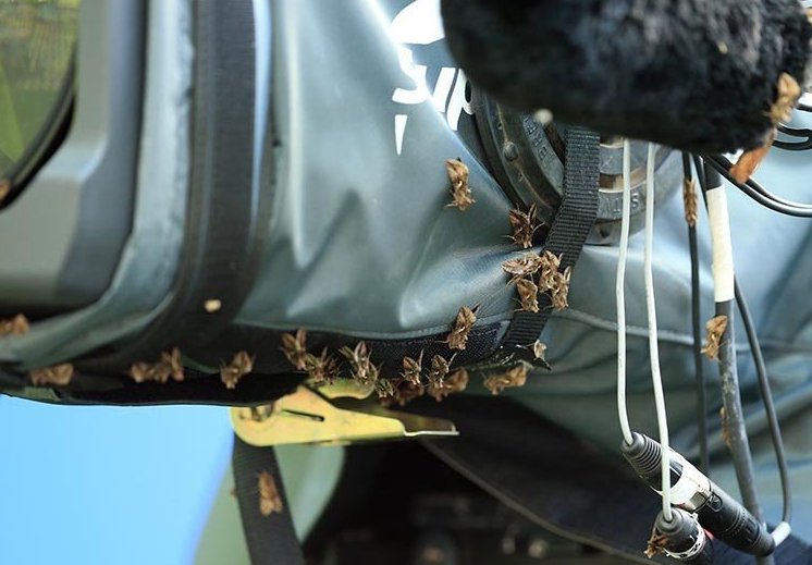 Η επίθεση από νυχτοπεταλούδες στον τελικό του EURO [εικόνες] | iefimerida.gr 2