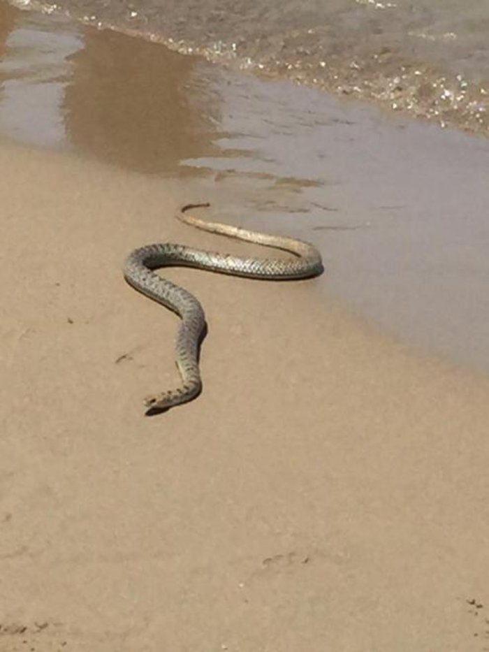 Πανικός σε παραλία της Κέρκυρας όταν εμφανίστηκε φίδι [εικόνες] | iefimerida.gr 0