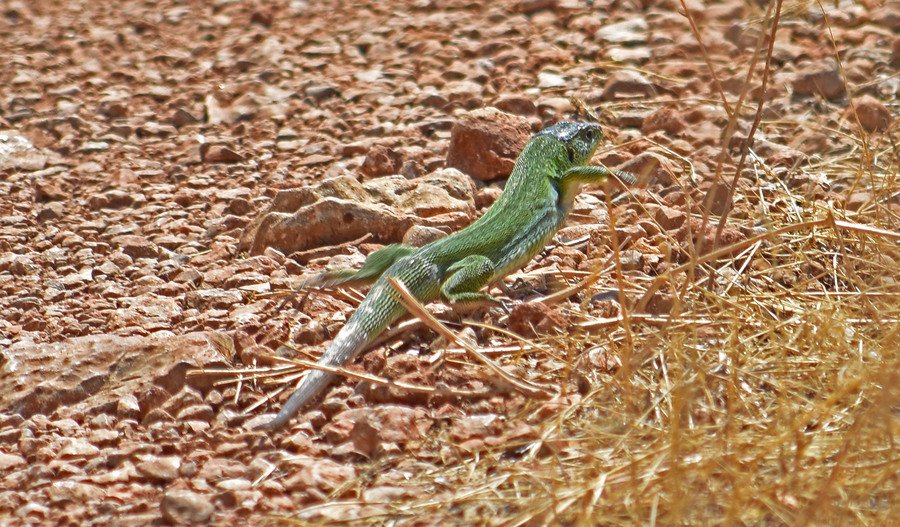 Η πιό μεγάλη σαύρα της Ελλάδας [εικόνες] | iefimerida.gr 3