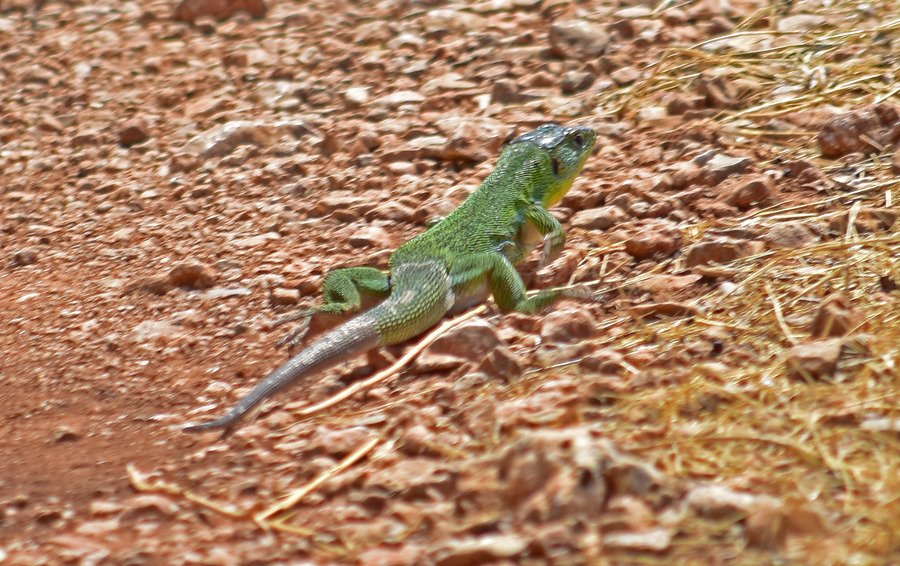 Η πιό μεγάλη σαύρα της Ελλάδας [εικόνες] | iefimerida.gr 2