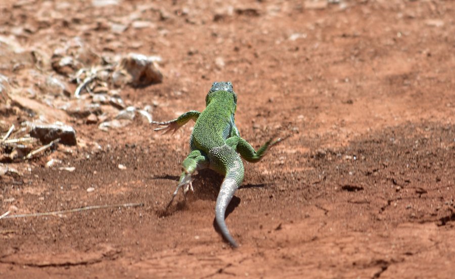 Η πιό μεγάλη σαύρα της Ελλάδας [εικόνες] | iefimerida.gr 1