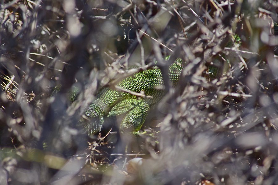 Η πιό μεγάλη σαύρα της Ελλάδας [εικόνες] | iefimerida.gr 0