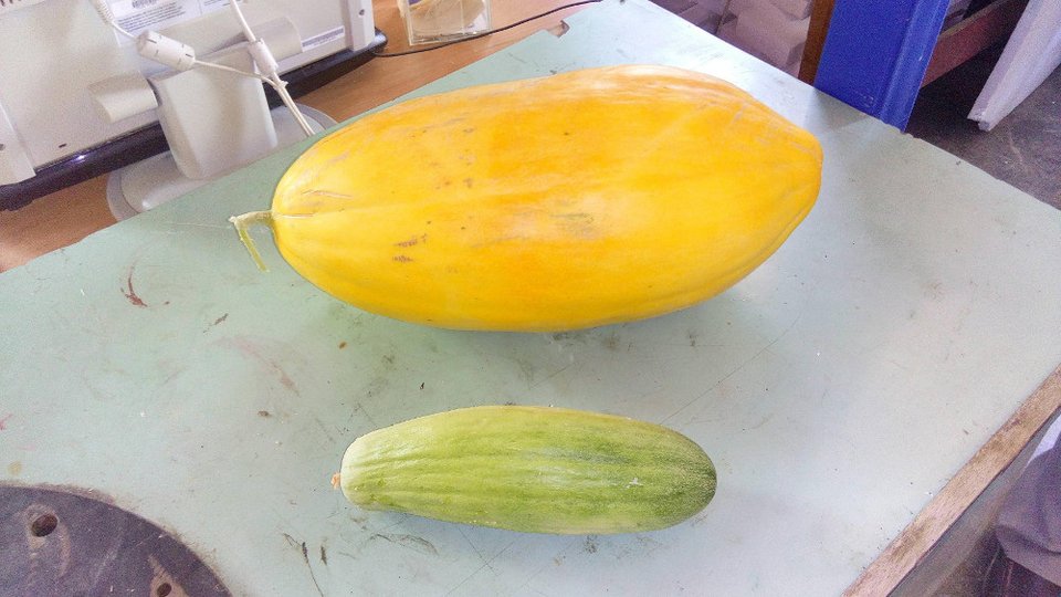 Αγγούρι Γίγαντας 6 κιλών στο εργαστήριο Αιολικής Ενέργειας του ΤΕΙ Ηρακλείου [εικόνες] | iefimerida.gr 0