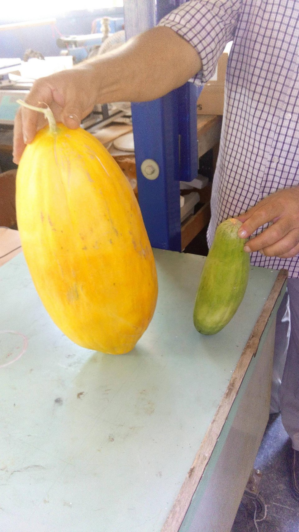 Αγγούρι Γίγαντας 6 κιλών στο εργαστήριο Αιολικής Ενέργειας του ΤΕΙ Ηρακλείου [εικόνες] | iefimerida.gr 1