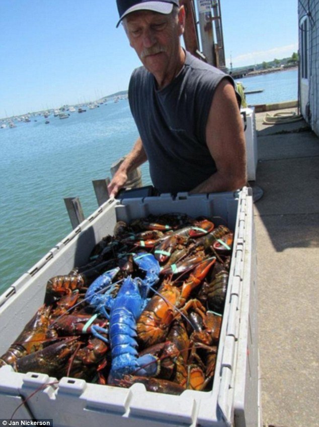 Ο πιο σπάνιος αστακός στον κόσμο είναι μπλε χρώματος -Τρελάθηκε ο ψαράς που τον έπιασε [εικόνες] | iefimerida.gr 0