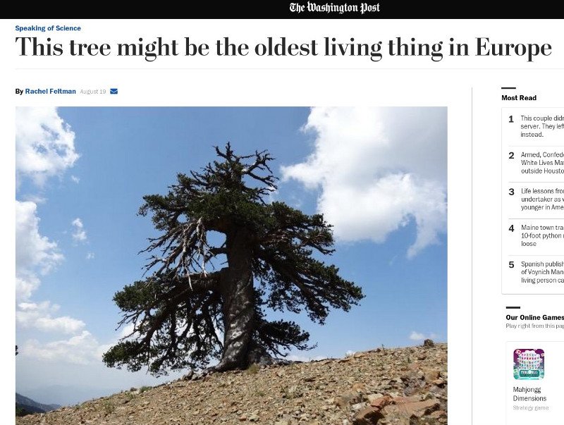 Το αρχαιότερο δέντρο της Ευρώπης βρίσκεται στην Ελλάδα - Φύτρωσε το 940 μ.Χ [εικόνα] | iefimerida.gr 1