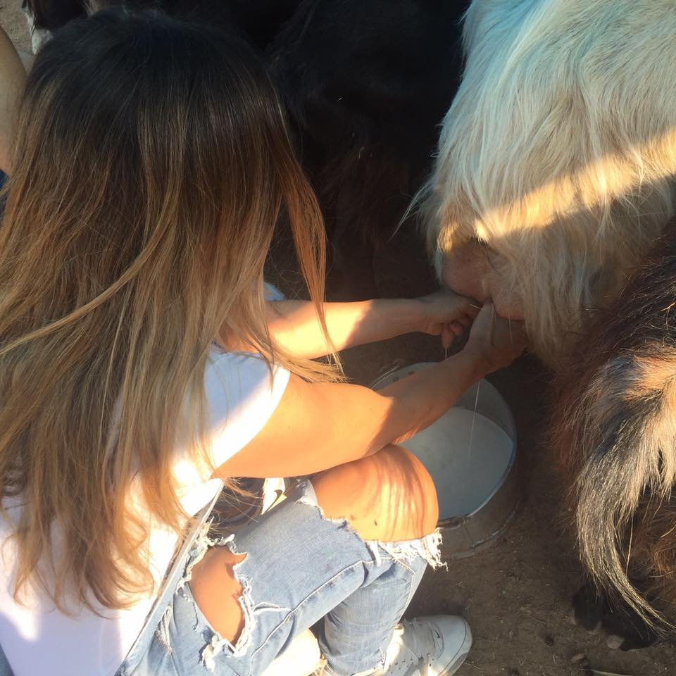 Η Ερρικα Πρεζεράκου αρμέγει κατσίκες για να φτιάξει πρωινό [εικόνες] | iefimerida.gr 0