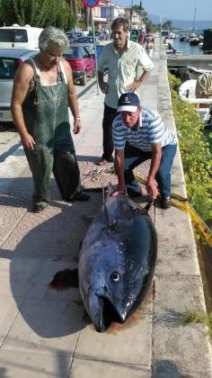 Ψαριά-γίγας στην Κεφαλονιά -Επιασαν τόνο 220 κιλών! [εικόνες] | iefimerida.gr 0