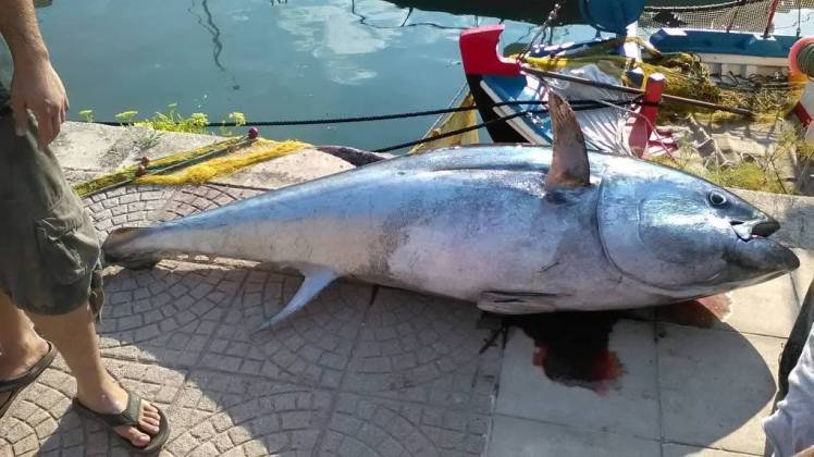 Ψαριά-γίγας στην Κεφαλονιά -Επιασαν τόνο 220 κιλών! [εικόνες] | iefimerida.gr 1
