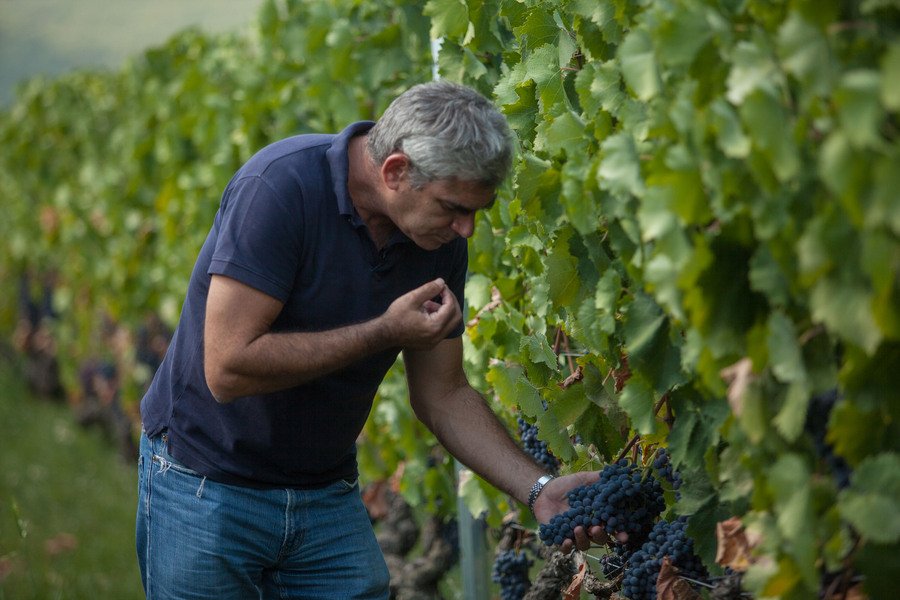 Ο γιος του Μπουτάρη μας ξεναγεί στο κτήμα του «Κυρ Γιάννη» στην Νάουσα [εικόνες] | iefimerida.gr 0