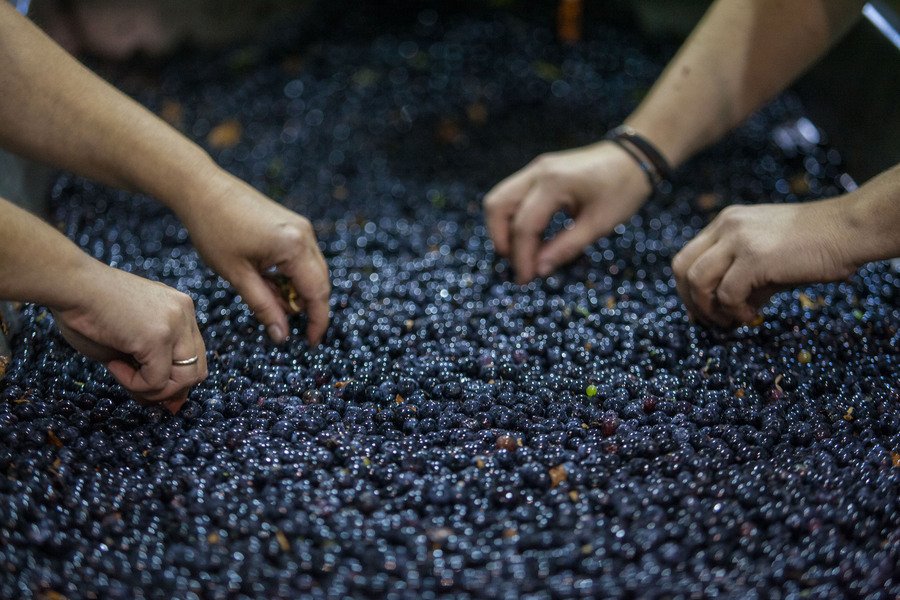 Ο γιος του Μπουτάρη μας ξεναγεί στο κτήμα του «Κυρ Γιάννη» στην Νάουσα [εικόνες] | iefimerida.gr 3