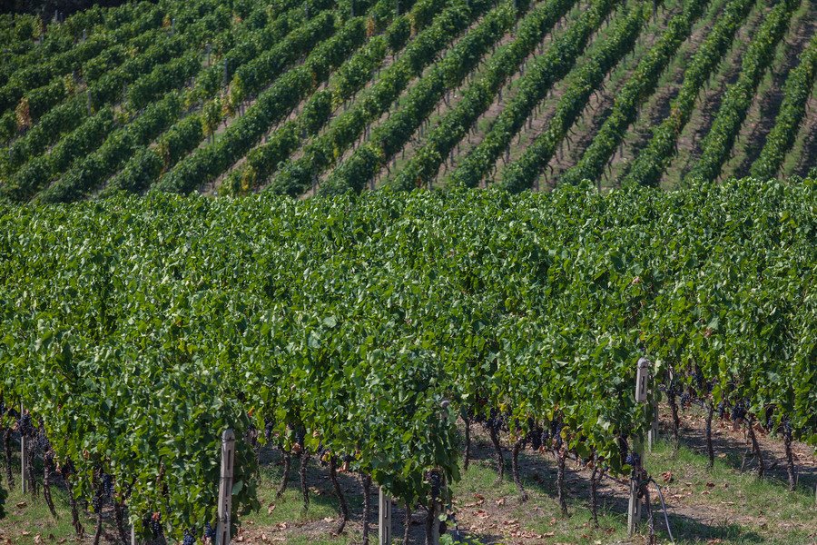 Ο γιος του Μπουτάρη μας ξεναγεί στο κτήμα του «Κυρ Γιάννη» στην Νάουσα [εικόνες] | iefimerida.gr 1