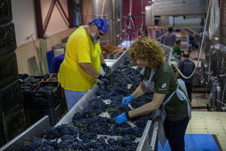 Ο γιος του Μπουτάρη μας ξεναγεί στο κτήμα του «Κυρ Γιάννη» στην Νάουσα [εικόνες] | iefimerida.gr 9