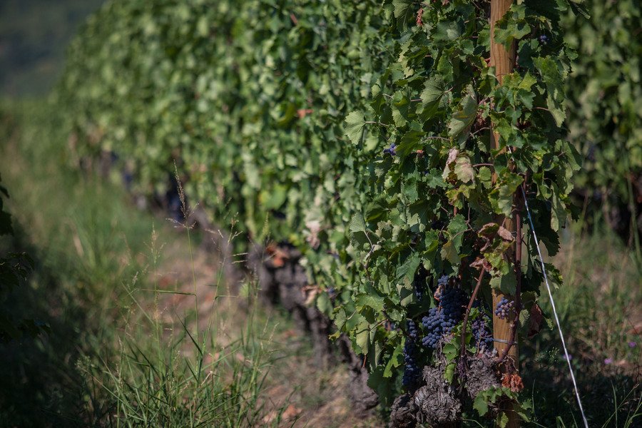 Ο γιος του Μπουτάρη μας ξεναγεί στο κτήμα του «Κυρ Γιάννη» στην Νάουσα [εικόνες] | iefimerida.gr 4