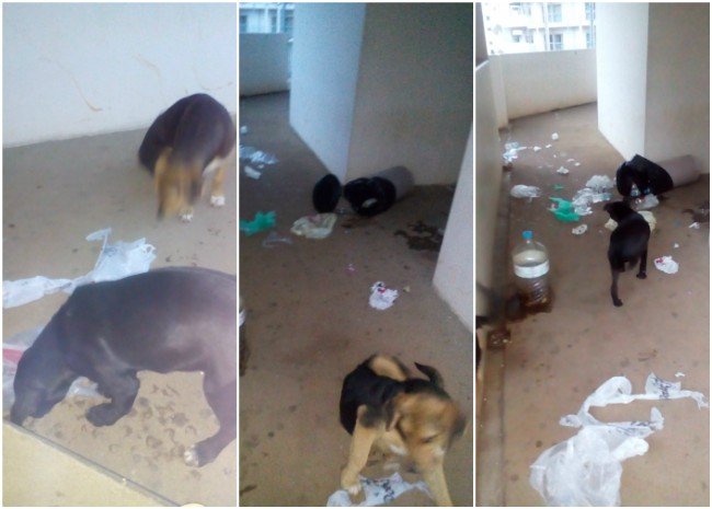 Εικόνες-σοκ στο Πανεπιστημιακό Νοσοκομείο Ιωαννίνων: Εχει γίνει καταφύγιο αδέσποτων [εικόνες] | iefimerida.gr 0