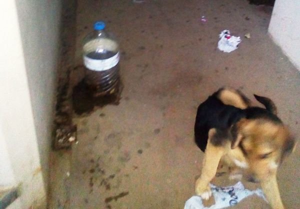 Εικόνες-σοκ στο Πανεπιστημιακό Νοσοκομείο Ιωαννίνων: Εχει γίνει καταφύγιο αδέσποτων [εικόνες] | iefimerida.gr 1