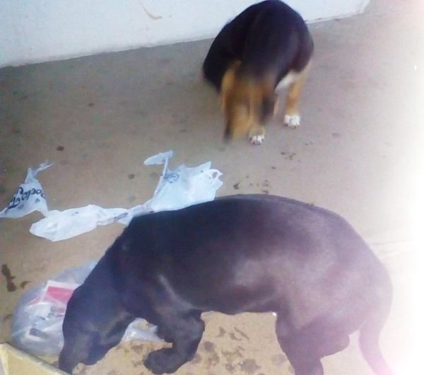 Εικόνες-σοκ στο Πανεπιστημιακό Νοσοκομείο Ιωαννίνων: Εχει γίνει καταφύγιο αδέσποτων [εικόνες] | iefimerida.gr 2