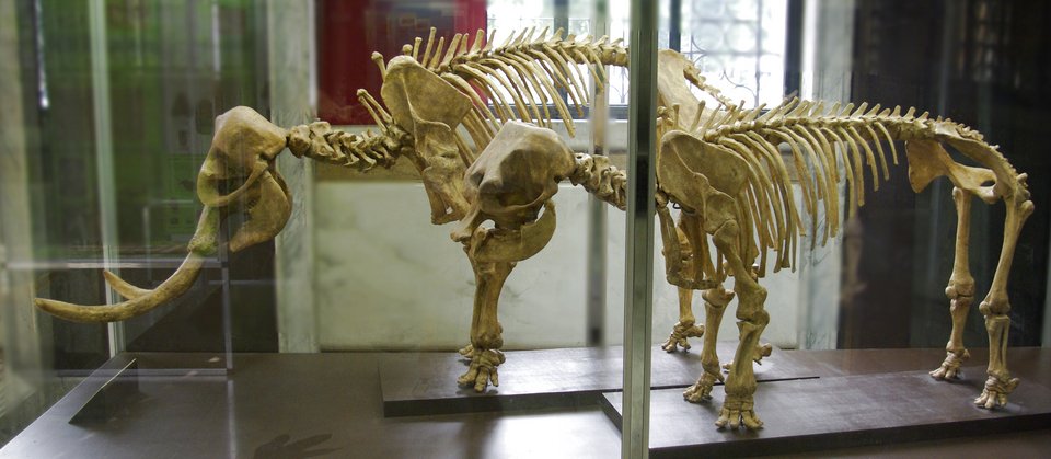 Αυτός ήταν ο θρυλικός ελέφαντας της Τήλου: 3D έκθεση για ένα εξαφανισμένο πλέον είδος | iefimerida.gr 0