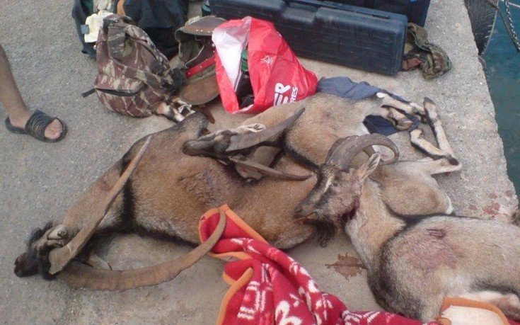 Κρήτη: Σκότωσαν κρι-κρι και καμαρώνουν στο διαδίκτυο [εικόνες] | iefimerida.gr 2