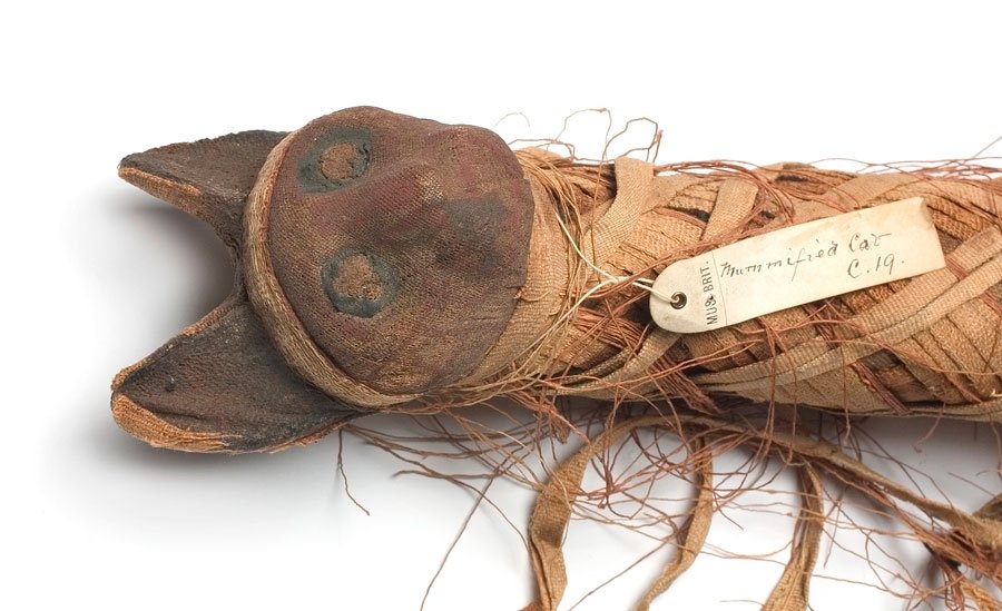 Ετσι εξαπλώθηκαν οι γάτες στον κόσμο -Σε δύο κύματα, από την εποχή των Βίκινγκς [εικόνα] | iefimerida.gr 0