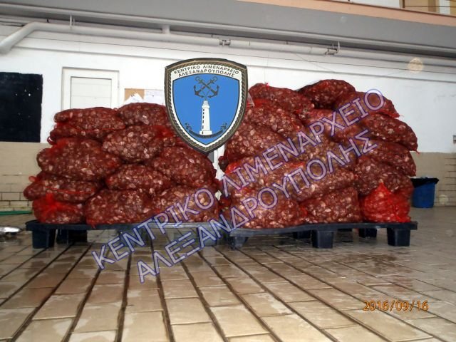 Οστρακα-δηλητήριο: Κατάσχεσαν 1.287 κιλά ακατάλληλων για κατανάλωση [εικόνα] | iefimerida.gr 0