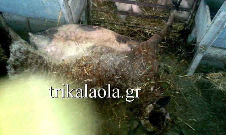 Για δεύτερη ημέρα τα Τρίκαλα έρμαιο της κακοκαιρίας – Τεράστιες καταστροφές [εικόνες&βίντεο] | iefimerida.gr 3