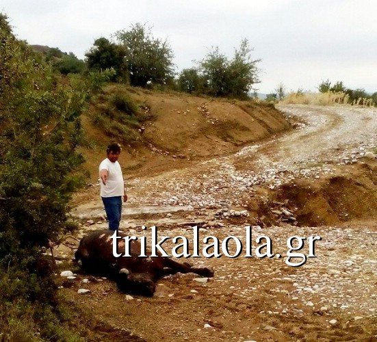 Για δεύτερη ημέρα τα Τρίκαλα έρμαιο της κακοκαιρίας – Τεράστιες καταστροφές [εικόνες&βίντεο] | iefimerida.gr 0