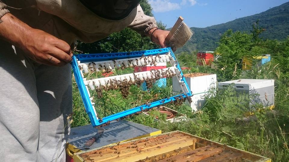 O ηθοποιός Γιώργος Σεϊταρίδης έκανε μελίσσια και μένει μόνιμα στο Πήλιο [εικόνες]  | iefimerida.gr 4