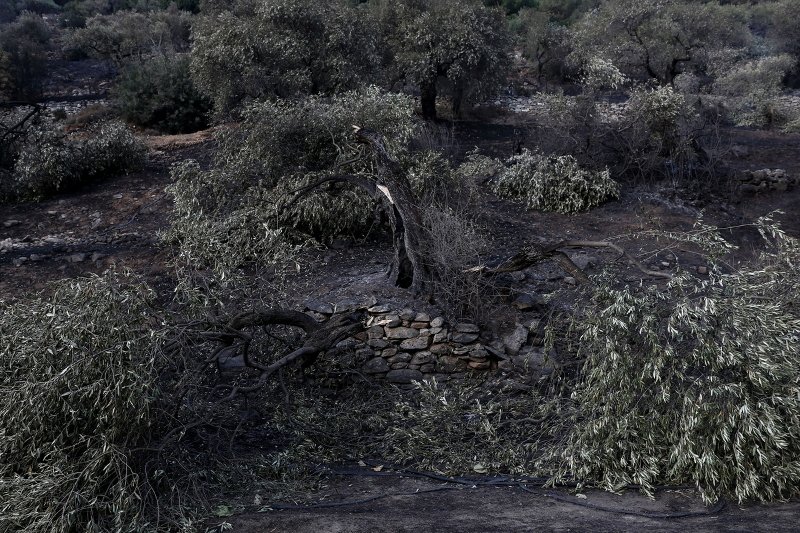 Βιβλική καταστροφή στη Θάσο: Στάχτη σπίτια, καλλιέργειες και δασικές εκτάσεις, καίει ακόμη η φωτιά [εικόνες] | iefimerida.gr 3