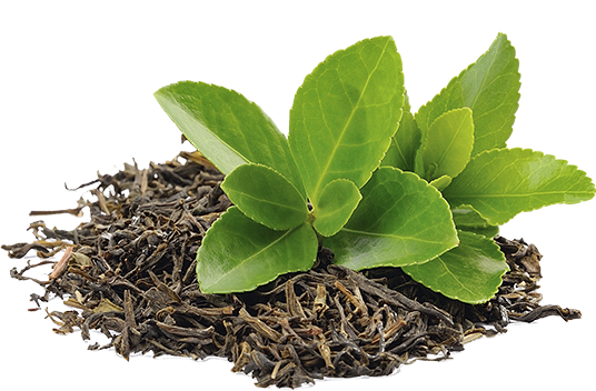 Τσάι πράσινο, λευκό, μαύρο, Oolong -Ενα φάρμακο στη διάθεσή μας [εικόνες] | iefimerida.gr 0