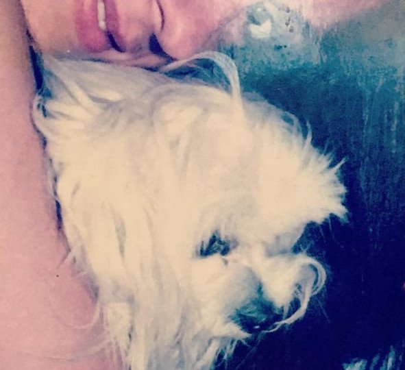 Θλίψη για την Αννα Βίσση -Πέθανε η σκυλίτσα της [εικόνα]  | iefimerida.gr 0