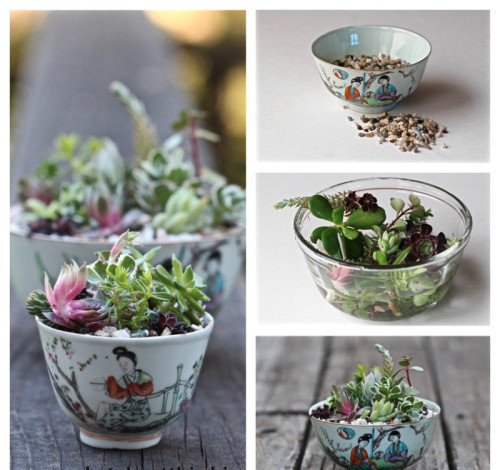 Κάντε τα φλυτζάνια σας... γλάστρες -Μια απρόσμενη ιδέα διακόσμησης [εικόνες] | iefimerida.gr 0