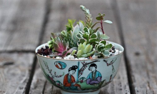 Κάντε τα φλυτζάνια σας... γλάστρες -Μια απρόσμενη ιδέα διακόσμησης [εικόνες] | iefimerida.gr 1