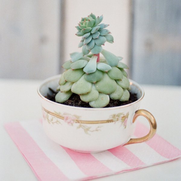 Κάντε τα φλυτζάνια σας... γλάστρες -Μια απρόσμενη ιδέα διακόσμησης [εικόνες] | iefimerida.gr 6