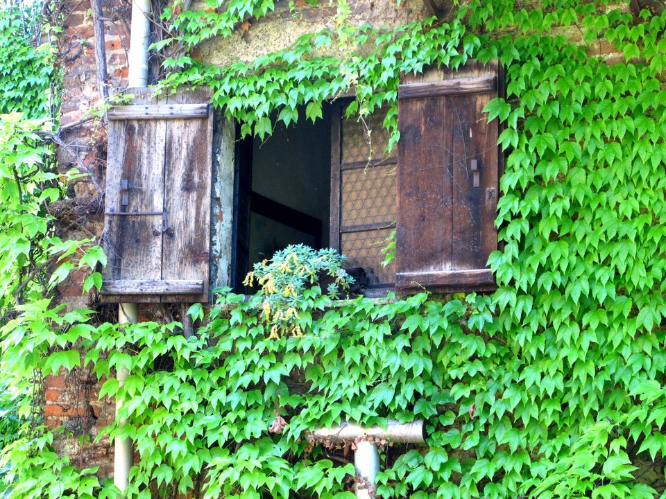 Αυτά τα φυτά είναι βόμβες οξυγόνου -Πάρτε τουλάχιστον ένα σπίτι σας [εικόνες] | iefimerida.gr 2