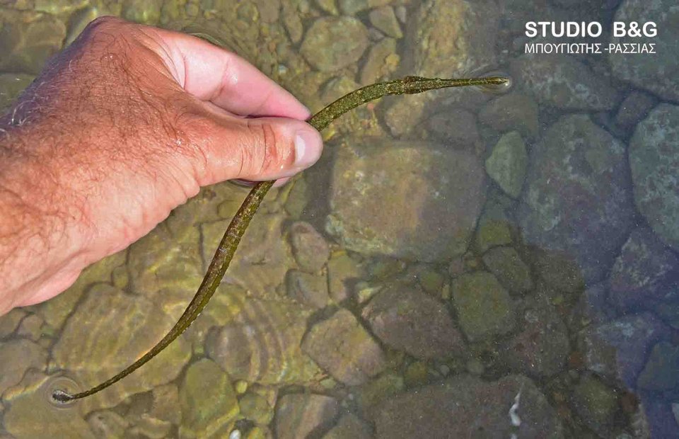 Το τροπικό ψάρι φιστουλάρια εμφανίστηκε στο Ναύπλιο -Από την Ερυθρά Θάλασσα στη Μεσόγειο [εικόνες & βίντεο] | iefimerida.gr 0