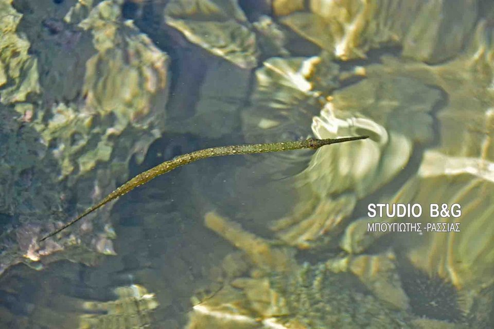 Το τροπικό ψάρι φιστουλάρια εμφανίστηκε στο Ναύπλιο -Από την Ερυθρά Θάλασσα στη Μεσόγειο [εικόνες & βίντεο] | iefimerida.gr 1