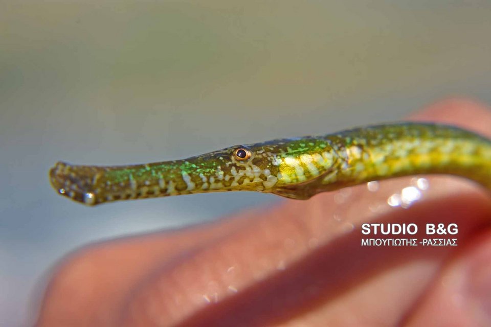 Το τροπικό ψάρι φιστουλάρια εμφανίστηκε στο Ναύπλιο -Από την Ερυθρά Θάλασσα στη Μεσόγειο [εικόνες & βίντεο] | iefimerida.gr 2