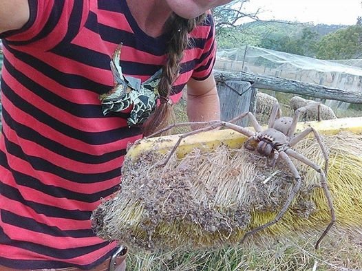 Ανατριχίλα: Είναι αυτή η πιο μεγάλη αράχνη του κόσμου; [εικόνες]  | iefimerida.gr 1