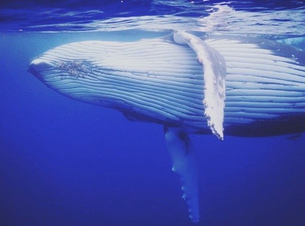 Βγήκε από το νερό για selfie, χωρίς να δει τι είναι πίσω του [εικόνες] | iefimerida.gr 1
