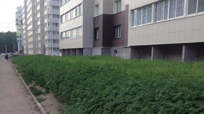 Απίστευτη γκάφα του δημάρχου Μόσχας- Αντί για γκαζόν φύτεψαν κάνναβη σε σχολείο [εικόνες] | iefimerida.gr 0