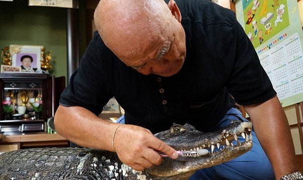 Μετέτρεψε κροκόδειλο σε σκύλο - Τον βγάζει βόλτα και του πλένει τα δόντια [βίντεο] | iefimerida.gr 1