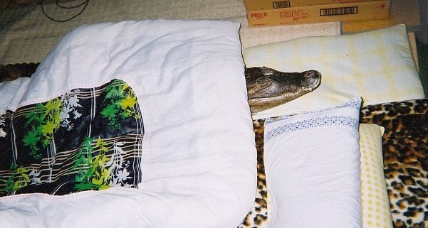 Μετέτρεψε κροκόδειλο σε σκύλο - Τον βγάζει βόλτα και του πλένει τα δόντια [βίντεο] | iefimerida.gr 0