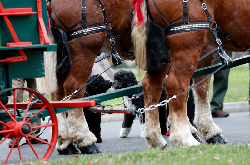 Η Μισέλ Ομπάμα υποδέχθηκε για τελευταία φορά το χριστουγεννιάτικο δέντρο -Ελειπαν πάλι οι κόρες της, τι είπε [εικόνες & βίντεο] | iefimerida.gr 5