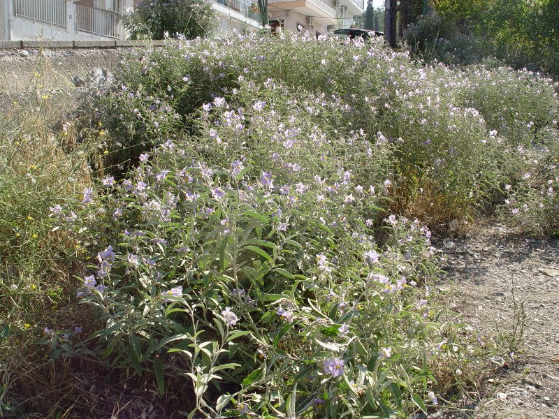 «Γερμανός»: Το φυτό-εισβολέας που εξαπλώνεται ταχύτατα -Πότε έφτασε στην Ελλάδα, τι απειλεί [εικόνες] | iefimerida.gr 1