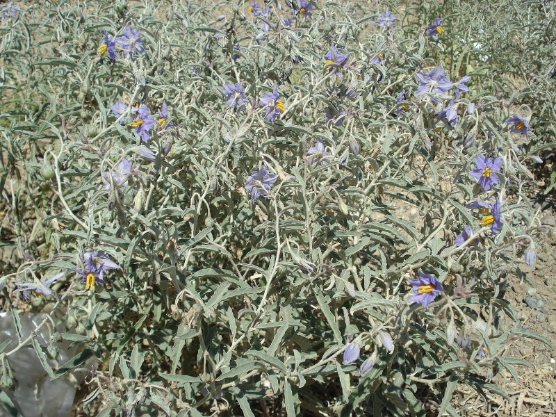 «Γερμανός»: Το φυτό-εισβολέας που εξαπλώνεται ταχύτατα -Πότε έφτασε στην Ελλάδα, τι απειλεί [εικόνες] | iefimerida.gr 2